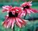 Echinacea DOPPELDECKER piętrowa jeżówka-- sadzonki
