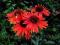 Echinacea HOT LAVA------ krwistoczerwona jeżówka