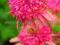 Echinacea SECRET PASSION---jeżówka z nowej serii