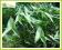 Strzałka wąskolistna (Sagittaria sagittifolia)