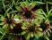 Jeżówka- Echinacea Green Envy promocja do kolekcji