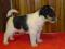 Jack Russell terier - rodowodowy po Championie