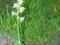 storczyk ogrodowy podkolan