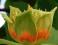 Tulipany na drzewie TULIPANOWIEC AMERYKAŃSKI sadzo