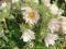 Sasanka biała księżniczka wiosny bylina skalniak