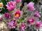 Sasanka fiolet księżniczka wiosny bylina skalniak