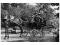 Przejażdżka bryczką koń z ok. 1890 roku