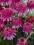 Echinacea Razmatazz -jeżówka - zimowa promocja