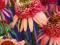 Nowość jeżówka - Echinacea Irristible - promocja