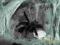 Pająk --Avicularia braunshauseni L3/4-- KRAKÓW!!!
