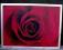 Obraz róża rama aluminium 148 cm