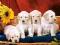 * Puzzle 1000 Castorland C-101771 Puppies With Sun