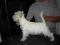 West Highland White Terrier Terier Westie