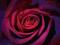 Róża - Ciemna purpura - plakat 61x91,5 cm
