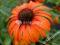 JeżówkaEchinacea Tangerine Dream zakwitnie