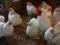 Jaja lęgowe kochin miniaturowy biały