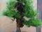 Sosna Thunberga 15-20cm 1,5/szt idealna na bonsai