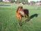 Koń huculski - klacz huculska dwuletnia