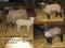 Owce owieczki jagnieta czarnogłówki wrzosówki