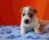 Jack Russell Terrier - suczka z RODOWODEM FCI