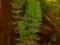 Rogatek sztywny Ceratophyllum demersum