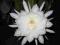 Królowa jednej nocy Epiphyllum oxypetalum