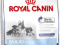 ROYAL CANIN MAXI STARTER MOTHER / BABYDOG 15 KG