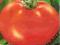 pomidor - MONEYMAKER- szklarnia lub grunt