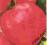 pomidor - OXHEART - wys do 2 m -nasiona