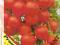 pomidor wysoki czereśniowy- cherry 20 % GRATIS