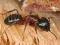 Formikarium + mrówki Camponotus ligniperdus ! Wawa