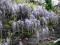 Najpiękniejsze pnącze świata - wisteria Issai