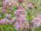 SADZIEC PURPUROWY-EUPATORIUM PURPUREUM