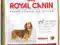ROYAL CANIN DACHSHUND JAMNIK ADULT 2kg + KURIER