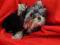 York,Yorki, Yorkshire Terrier, mini piesek,rodowod