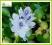 Hiacynt wodny (Eichornia crassipes)