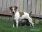 Jack Russell Terrier - szczeniaczki z rodowodem