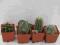 Kaktusy. Kaktusy 4szt róźne nr 3 4x4cm 8zł