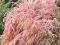 Tamaryszek Różowa Chmura kwiatów sadzonki 100cm