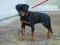 ROTTWEILER/ROTTWEILERY DOMOWA HODOWLA