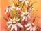obraz olejny  -- Kwiaty w kolorze pomarańczy--