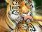 Tygrysy (Miłość Matki) - plakat 40x50 cm