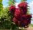 Purpurowy perukowiec ROYAL PURPLE perukiNa drzewie