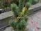 Pinus parviflora 'Dai-ho' sosna naturalny bonsai!