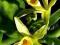 Vanilla planifolia storczyk