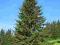 świerk (Picea abies] 4 LETNI 40cm 80gr