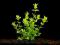 8BACOPA AMPLEXICAULIS promocja *RIDIAN*