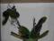 phalenopsis root paste koncentrat ukorzeniający
