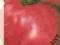 pomidor - 0,5 kg owoce- FAWORYT- nasiona