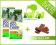 PURINA DOG CHOW ADULT CHICKEN 2x 15kg +10x GRATIS